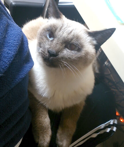 膝の上にのる猫