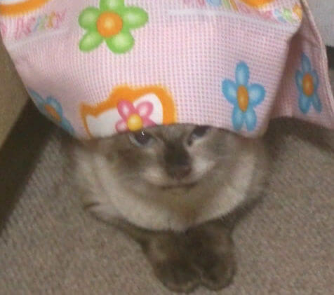 愛猫