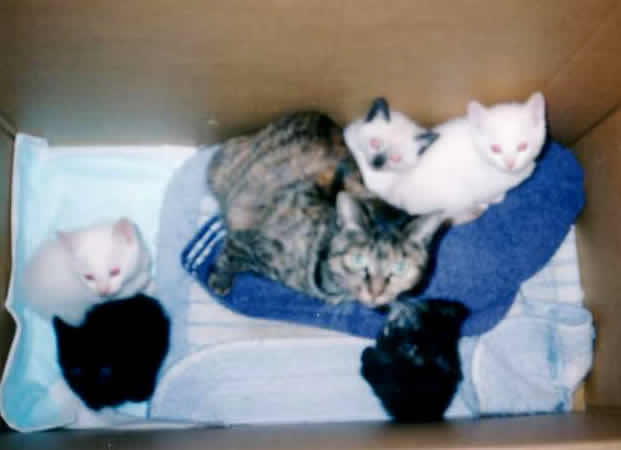 猫　5匹　生まれる