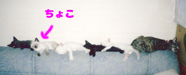 猫　5匹