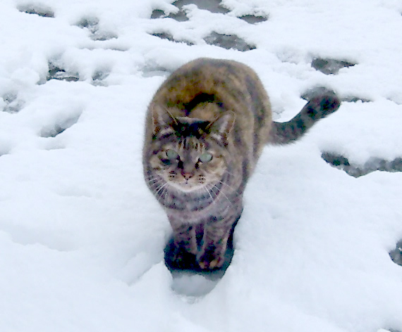 親猫