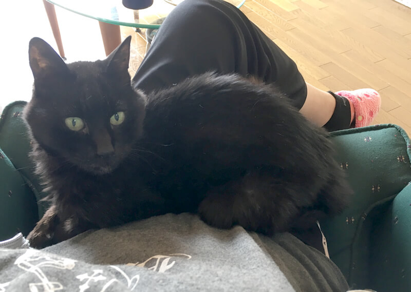 オス猫の『クロ』