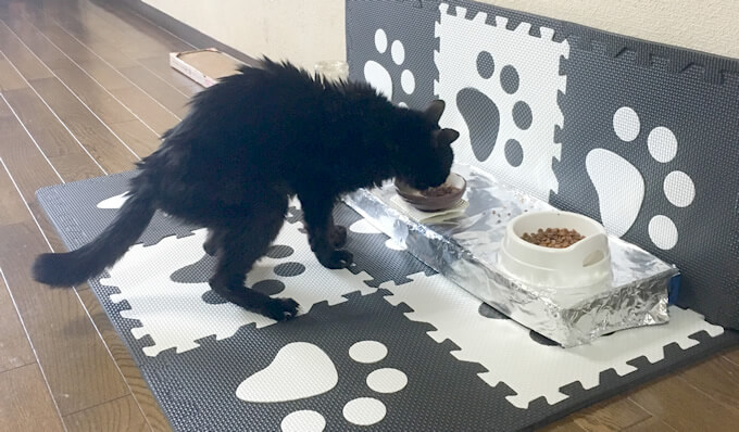 20歳の猫　クロ